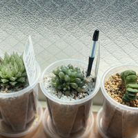 オブツーサ,オブツーサ,羽衣,羽衣,グリーン玉扇の画像