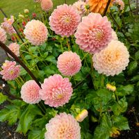 ダリア,ピンクの花の画像