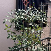 ナンテンの画像