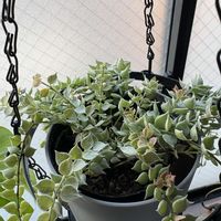 ディスキディア,フィカス ベンガレンシス,ディスキディア ミリオンハート,観葉植物,出窓の画像