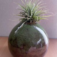 チランジア,エアプランツ,一輪挿し,iPhone撮影,asingleflowervaseの画像