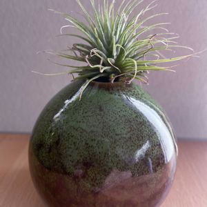 チランジア,エアプランツ,一輪挿し,iPhone撮影,asingleflowervaseの画像