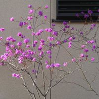 ハナニラ,ボタン,ボタン,イワツツジ,イワツツジの画像