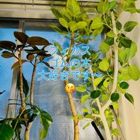 フィカス・アルテシマ,フィカス ルビー,フィカス ベンガレンシス,フィカス バーガンディ,フィカス・ルビキノーサの画像