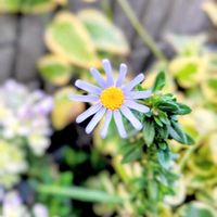 ブルーデージーの画像