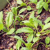 ホウレンソウ,サニーレタス,太陽の光を浴びて,家庭菜園,庭の画像