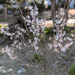暖地桜桃,ガーデニング,ガーデン,花のある暮らし,庭の画像
