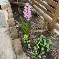 シラー,ヒヤシンス,小さな庭の画像