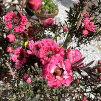 ギョリュウバイの画像