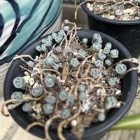 ミセバヤの画像