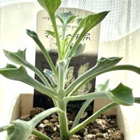 マサイの矢尻,多肉植物,窓辺,リビング・ダイニングの画像