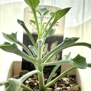 マサイの矢尻,多肉植物,窓辺,リビング・ダイニングの画像