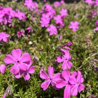 サクラ,お花,今日の気づき,好きなものと生きる,庭の画像