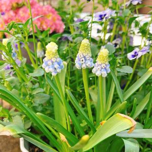 ムスカリ,ビオラ,ビオラ,ムスカリ　マウンテンレディ,ムスカリ　マウンテンレディの画像