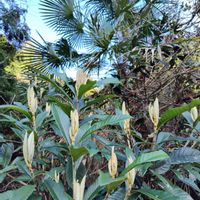 ビワ,シュロ,ビワのハナ,山野草,野草の画像