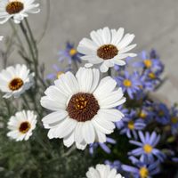 ローダンセマム,ブルーデイジー,寄せ植え,緑のある暮らし,春の訪れの画像