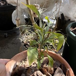 柚子,柑橘,家庭菜園,ベランダの画像