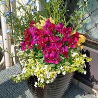 グレコマ,ビオラ,斑入りバコパ,ヒューケラ バタークリーム,寄せ植えの画像