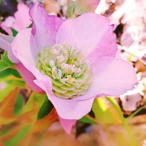 クリスマスローズ,クリスマスローズ　セミダブル,レンテン・ローズ,地植え,花のある暮らしの画像