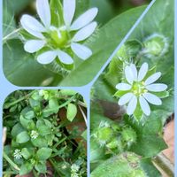 シラン,ハボタン,水菜,葉牡丹,ハコベの画像