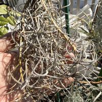 チランジア,エアプランツの画像