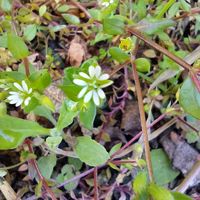 ニゲラ,ヒヤシンス,ムスカリ,ビオラ,ハコベの画像