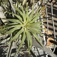 チランジア,イオナンタ,エアプランツの画像