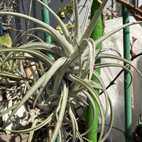 チランジア,エアプランツの画像