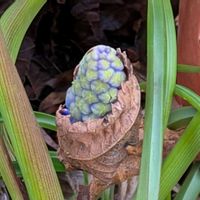 カシワバアジサイ,チューリップ,ムスカリ,ムスカリ,柏葉紫陽花の画像