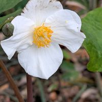 シラユキゲシ,ツバキ,裏の畑の画像