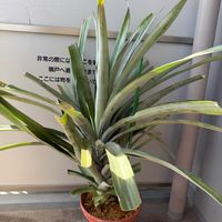 パイナップル,家庭菜園,ベランダの画像