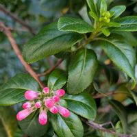 グレビレア,エスカロニア　ピンクエル,可愛いお花達,お向かいの庭,世界に平和をの画像