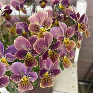 A－STORYビオラ,ガーデニング,花のある暮らし,ビオラ・パンジー,おひとり様の画像