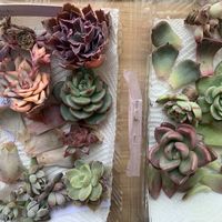 エケベリアいろいろ,葉挿し,エケベリア属,多肉大好き,多肉植物のある暮らしの画像