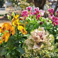 ハボタン,パンジー,葉牡丹,葉牡丹,ビオラの画像