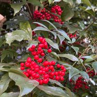 ナンテンの画像