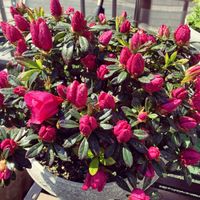 アザレア,屋上,花のある暮らし,古株さん,家庭菜園奮闘日記の画像