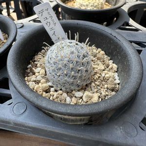 サボテン,マミラリア デュウェイ,マミラリア属,珍奇植物,植物のある暮らしの画像