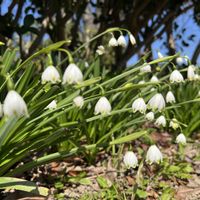 スズランの画像