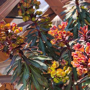 ユーフォルビア ブラックバード,ユーフォルビア ブラックバード,ユーフォルビア,葉っぱ好きの画像