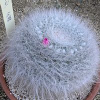 ヘリクリサム,帝王貝細工(ムギワラギク),サボテン 玉翁,プリムラマラコイデス（桜草）,ブラクテアンサ《 モハベ》の画像