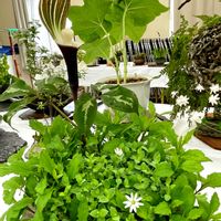 ハコベ,ハコベ,雪餅草(ユキモチソウ),雪餅草(ユキモチソウ),零れ種ビオラのリースの画像