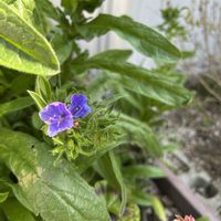 スノードロップ,フジバカマ,ムスカリ,エキウム ブルーベッダー,モナルダローズの画像