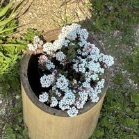 スイートアリッサム の画像