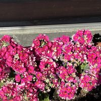 プリムラ マラコイデスの画像