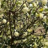 クチナシの画像