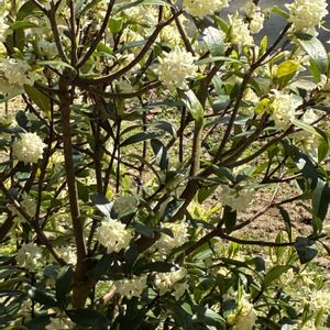 クチナシの画像