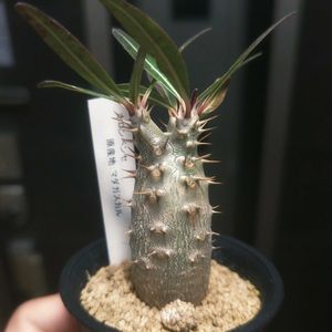 パキポディウム,パキポディウム・ホロンベンセ,パキポディウムホロンベンセ,多肉植物,観葉植物の画像