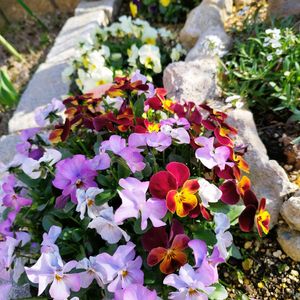 クロッカス,ビオラ,地植え,ガーデニング,神戸っ子だョ‼️全員集合の画像