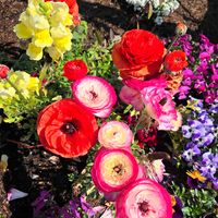 キンギョソウ,ラナンキュラス,スイートアリッサム ,ビオラ,ビオラの画像